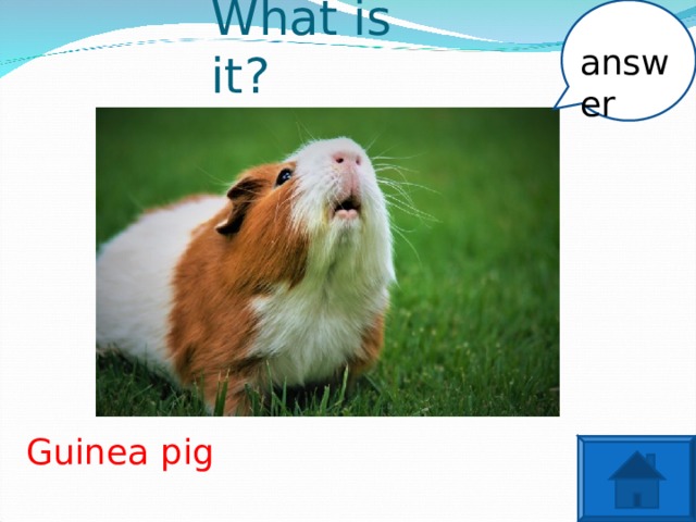 What is it? answer Guinea pig