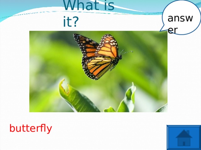 What is it? answer butterfly