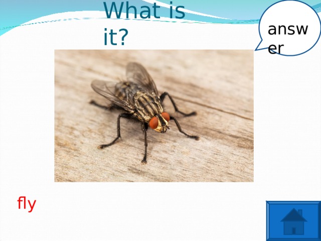 answer What is it? fly