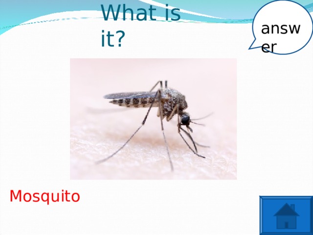 answer What is it? Mosquito