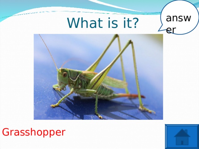 What is it? answer Grasshopper