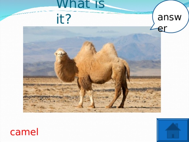 What is it? answer camel