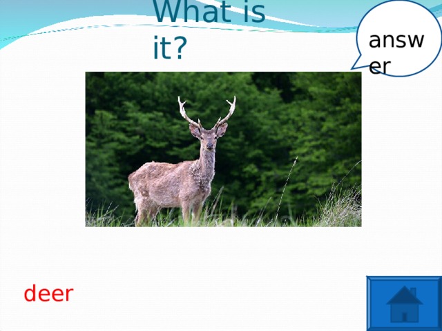 answer What is it? deer