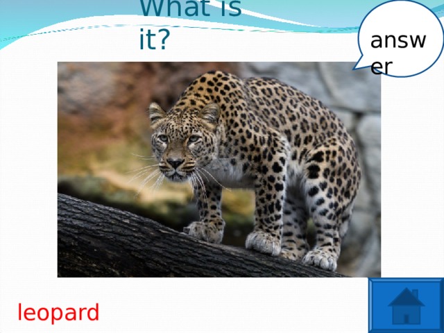 What is it? answer leopard