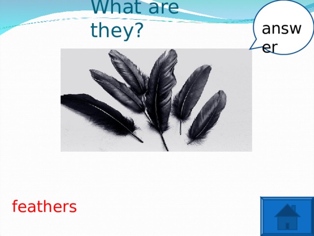 What are they? answer feathers