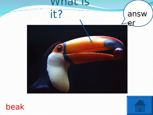What is it? answer beak