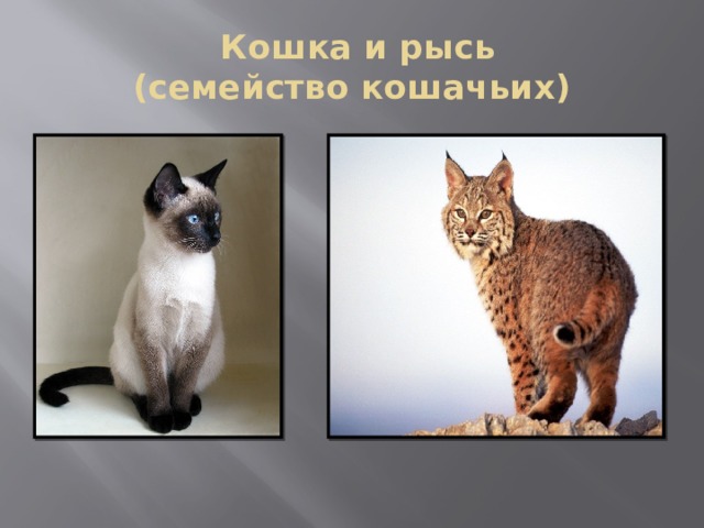 Презентация моя кошка