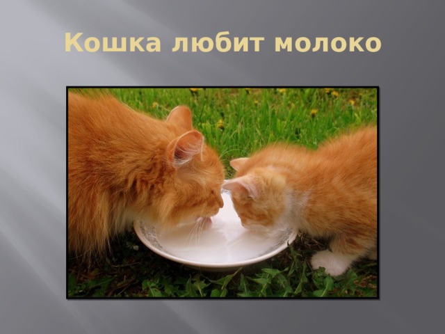 Презентация моя кошка