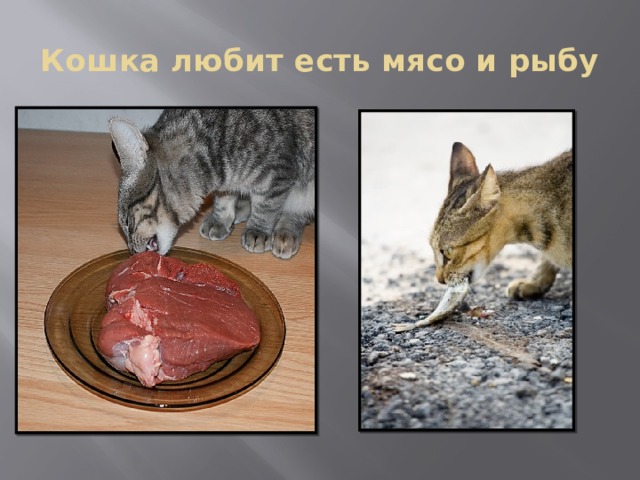 Кошка любит есть мясо и рыбу