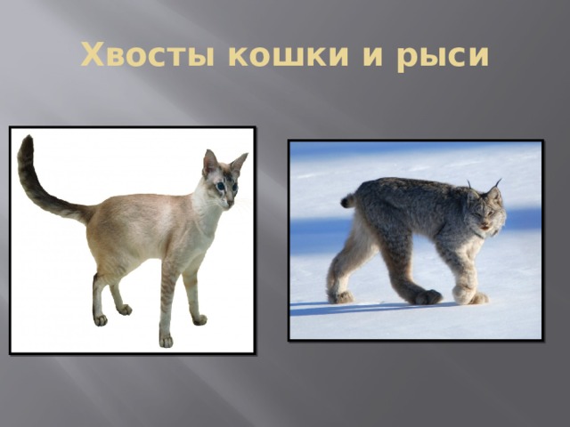 Хвосты кошки и рыси