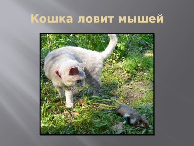 Кошка ловит мышей