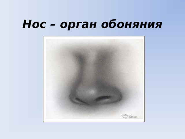 Нос – орган обоняния