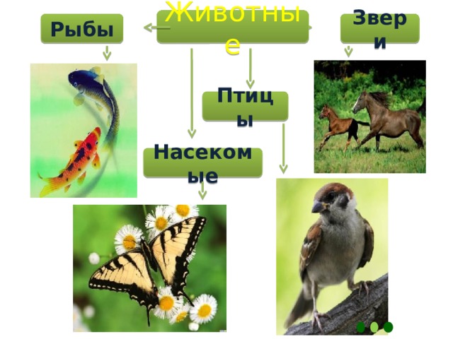 Животные Рыбы Звери Птицы Насекомые