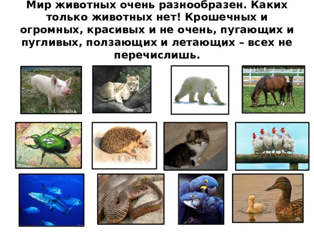 Мир животных очень разнообразен