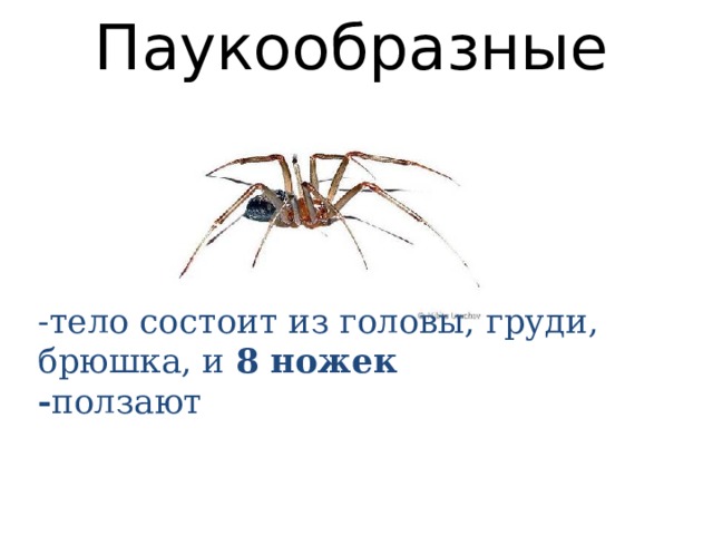 Паукообразные  -тело состоит из головы, груди, брюшка, и 8 ножек  - ползают