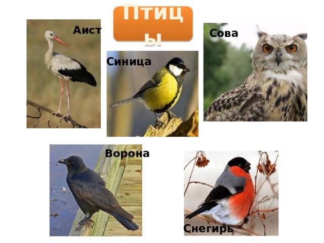 Изображение птиц и животных относится к жанру. Название птиц. Окружающий мир: птицы. Птицы 2 класс окружающий мир.
