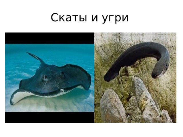 Скаты и угри