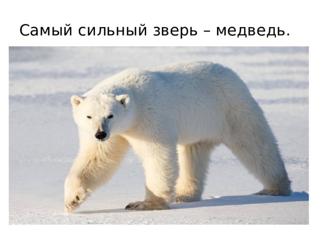 Самый сильный зверь – медведь.