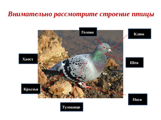 Рассмотрите хвост птицы. Внутреннее строение птиц таблица.