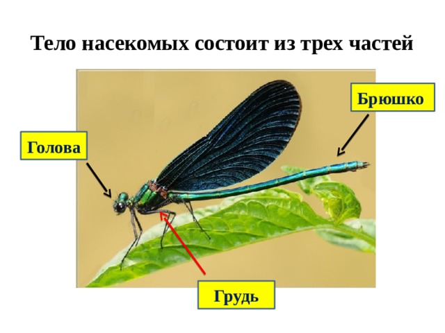 Покровы тела насекомых 2 класс. Тело насекомых состоит из. Тело животных состоит из головы, груди и брюшка. Жировое тело насекомых. Рычаги в теле насекомых.