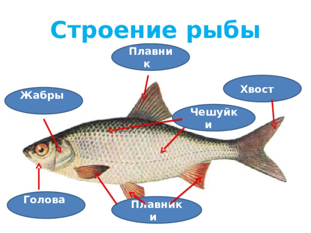 Строение рыбы Плавник Хвост Жабры Чешуйки Голова Плавники