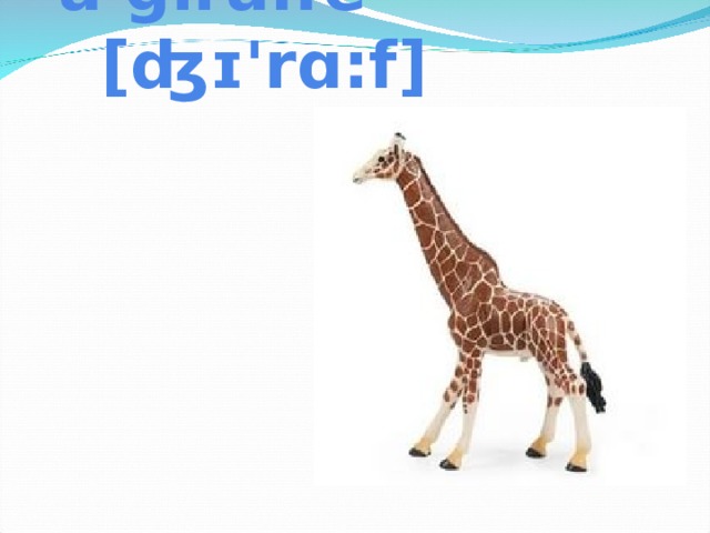 a giraffe [ʤɪ'rɑ:f]