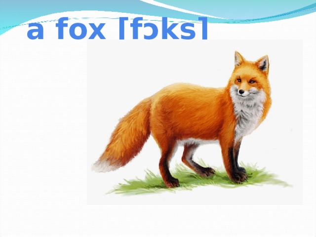a fox [fɔks]