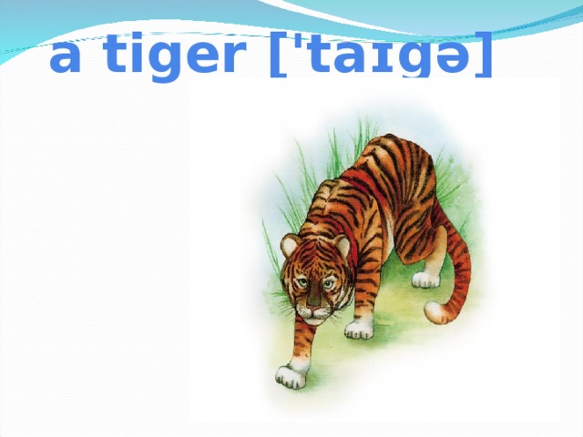 a tiger ['taɪgə]