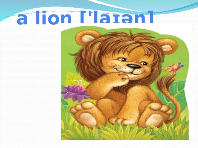 a lion ['laɪən]
