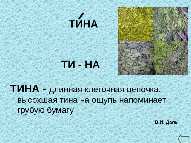 ТИНА ТИ - НА ТИНА - длинная клеточная цепочка, высохшая тина на ощупь напоминает грубую бумагу В.И. Даль