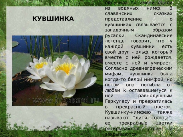 Своё название кувшинка получила по имени одной из водяных нимф. В славянских сказках представление о кувшинках связывается с загадочным образом русалки. Скандинавские легенды говорят, что у каждой кувшинки есть свой друг - эльф, который вместе с ней рождается, вместе с ней и умирает. Согласно древнегреческим мифам, кувшинка была когда-то белой нимфой, но потом она погибла от любви к остававшемуся к ней равнодушным Геркулесу и превратилась в прекрасный цветок. Кувшинку-нимфею также называют “дитя солнца”: ее прекрасные цветки раскрываются утром и закрываются с наступлением сумерек.   КУВШИНКА 