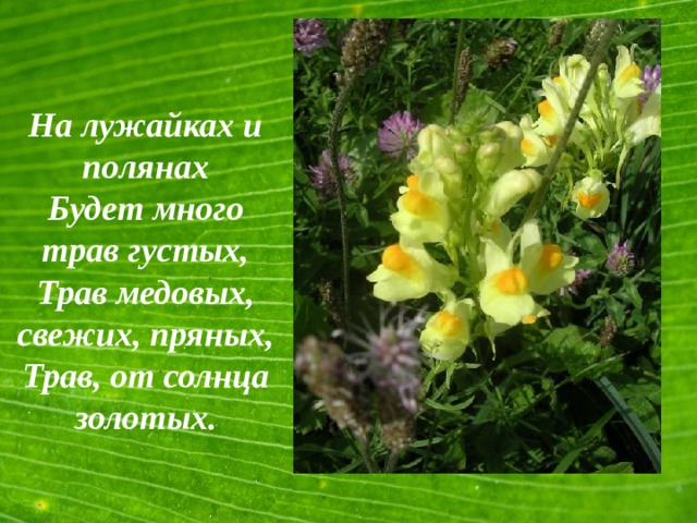 На лужайках и полянах Будет много трав густых, Трав медовых, свежих, пряных, Трав, от солнца золотых.