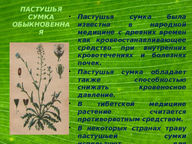 Пастушья сумка была известна в народной медицине с древних времен как кровеостанавливающее средство при внутренних кровотечениях и болезнях почек. Пастушья сумка обладает также способностью снижать кровеносное давление. В тибетской медицине растение считается противорвотным средством. В некоторых странах траву пастушьей сумки используют для приготовления борщей, супов, в свежем и сухом виде.