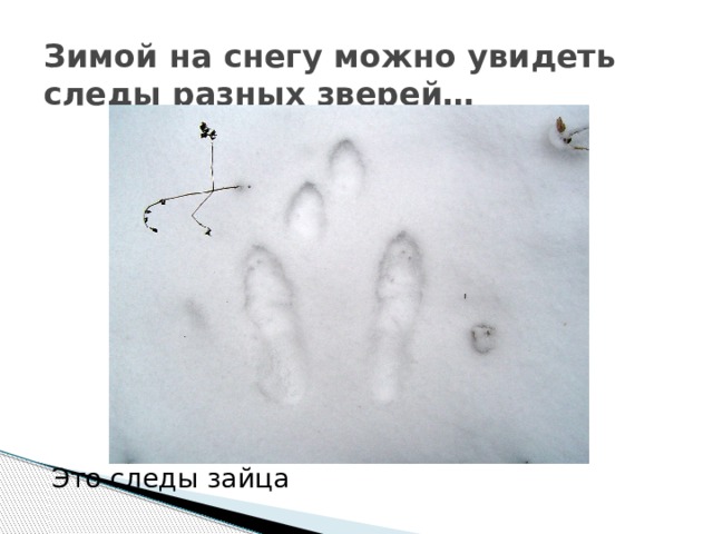 Зимой на снегу можно увидеть следы разных зверей… Это следы зайца