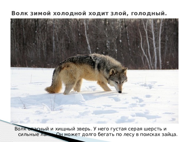 Волк зимой холодной ходит злой, голодный. Волк опасный и хищный зверь. У него густая серая шерсть и сильные лапы. Он может долго бегать по лесу в поисках зайца.