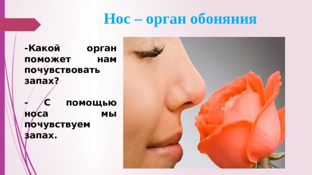 Нос – орган обоняния -Какой орган поможет нам почувствовать запах?  - С помощью носа мы почувствуем запах.