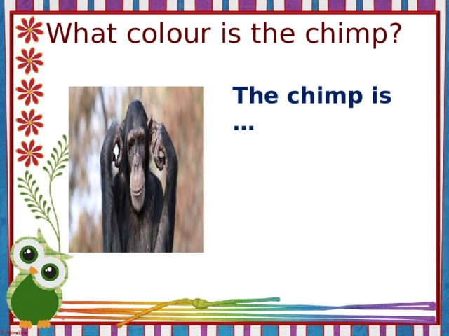 What colour is the chimp? The chimp is …