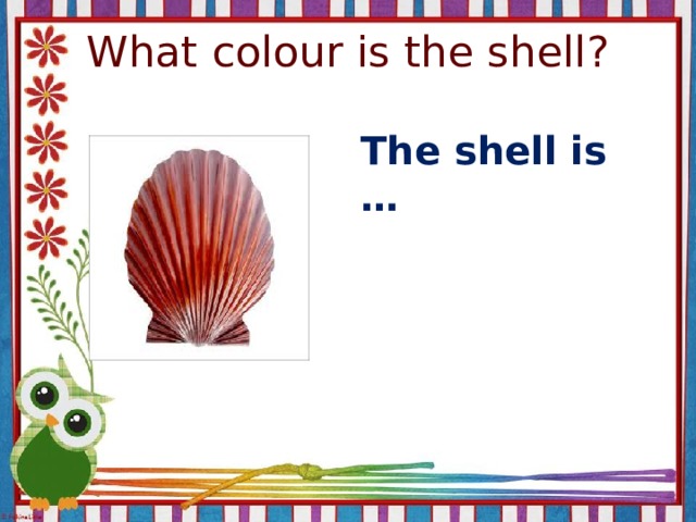 What colour is the shell? The shell is …