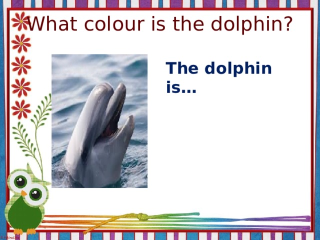 What colour is the dolphin? The dolphin is…