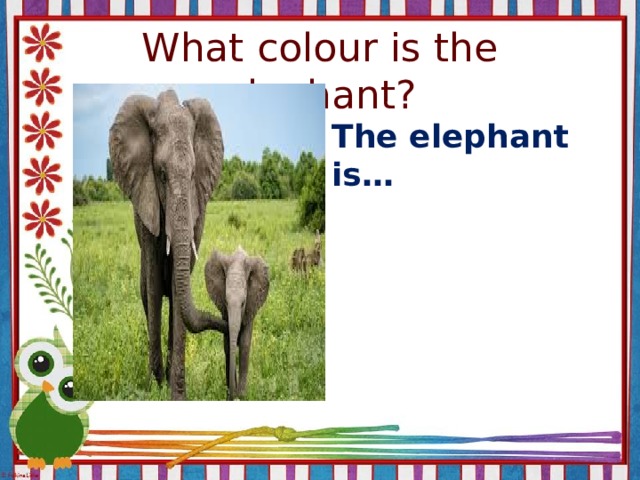 What colour is the elephant? The elephant is…