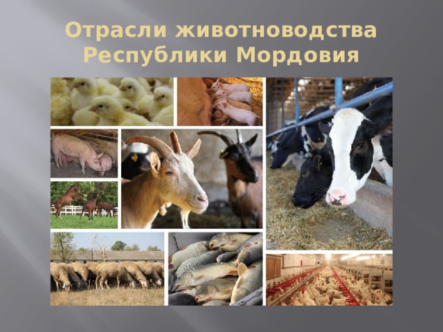 Отрасли животноводства Республики Мордовия