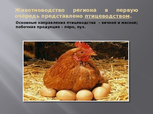 Животноводство региона в первую очередь представлено птицеводством . Основные направления птицеводства – яичное и мясное; побочная продукция – перо, пух.