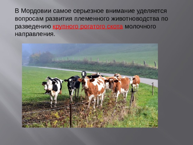 В Мордовии самое серьезное внимание уделяется вопросам развития племенного животноводства по разведению крупного рогатого скота молочного направления.