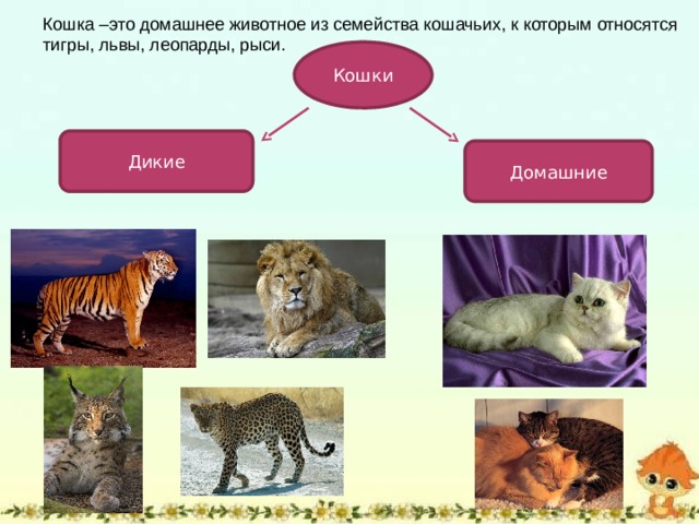Кошка –это домашнее животное из семейства кошачьих, к которым относятся тигры, львы, леопарды, рыси. Кошки Дикие Домашние