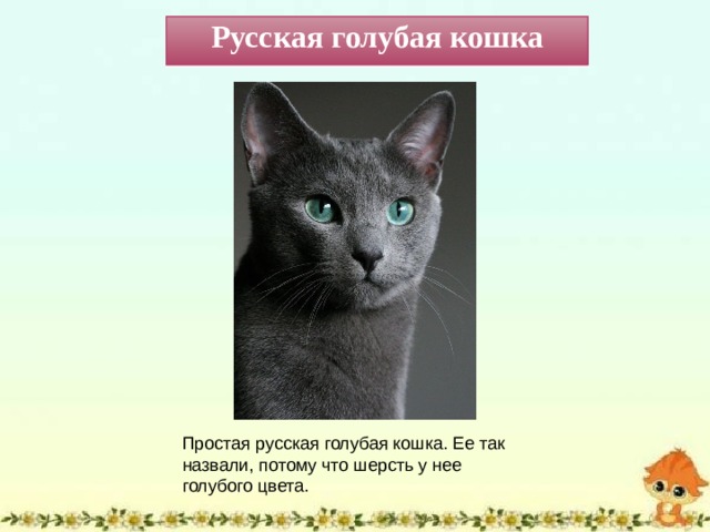 Русская голубая кошка  Простая русская голубая кошка. Ее так назвали, потому что шерсть у нее голубого цвета.