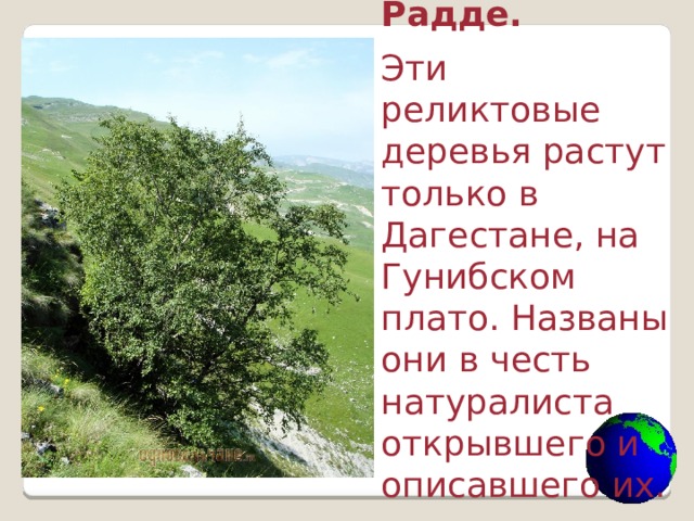 Берёза Радде. Эти реликтовые деревья растут только в Дагестане, на Гунибском плато. Названы они в честь натуралиста открывшего и описавшего их.