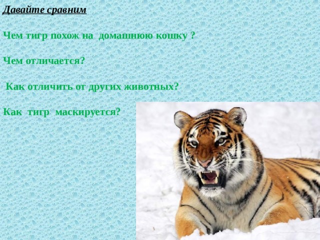 Давайте сравним  Чем тигр похож на домашнюю кошку ?  Чем отличается?   Как отличить от других животных?  Как тигр маскируется?