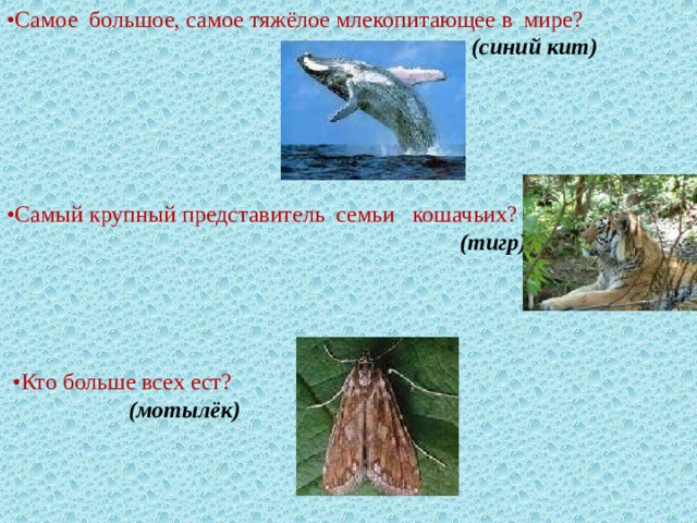 • Самое большое, самое тяжёлое млекопитающее в мире?  (синий кит) • Самый крупный представитель семьи кошачьих?  (тигр) • Кто больше всех ест?  (мотылёк)