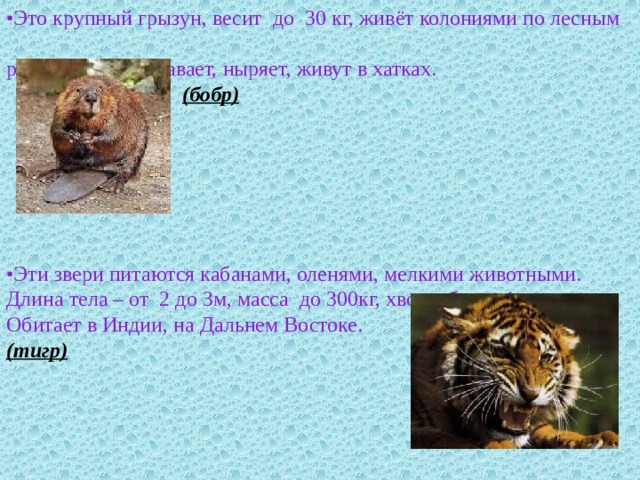 • Это крупный грызун, весит до 30 кг, живёт колониями по лесным рекам, хорошо плавает, ныряет, живут в хатках.  (бобр)       • Эти звери питаются кабанами, оленями, мелкими животными. Длина тела – от 2 до 3м, масса до 300кг, хвост- более 1 метра. Обитает в Индии, на Дальнем Востоке. (тигр)