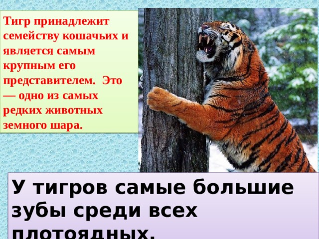 Тигр принадлежит семейству кошачьих и является самым крупным его представителем. Это — одно из самых редких животных земного шара. У тигров самые большие зубы среди всех плотоядных.